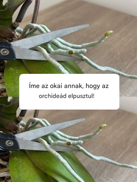 Orchidea, erős gyökerek és sok virág, ha van: senki sem gondol rá