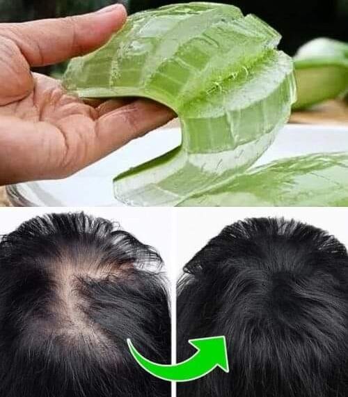 🌿Mit tesz az aloe vera a testeddel: Miért nevezték az egyiptomiak a halhatatlanság növényének?