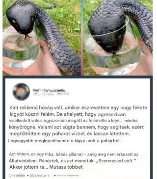 Vadkígyó „könyörgött” nekem egy kis vízért. Amikor az állatvédelem rájön, miért, azt mondják: „Megvolt a szerencséd!”