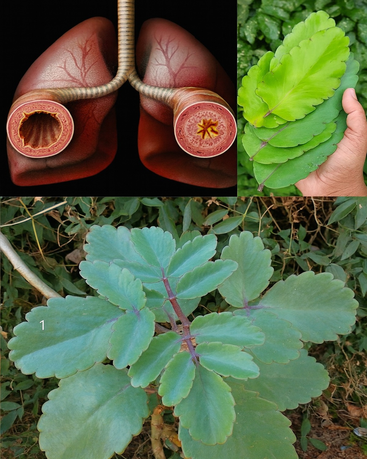 🌿 Ez a növény a legtöbb kertben megtalálható, mégis kevesen tudják, hogy igazi kincs: a Kalanchoe!