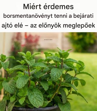 Miért érdemes borsmentanövényt ültetni a bejáratba?