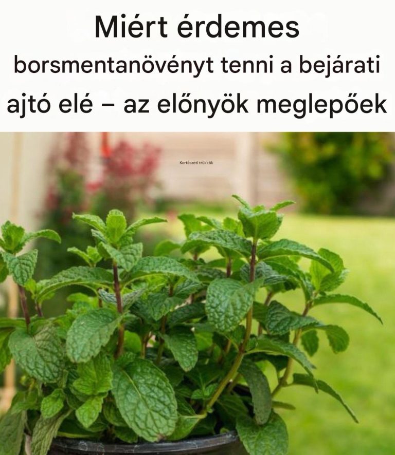 Miért érdemes borsmentanövényt ültetni a bejáratba?