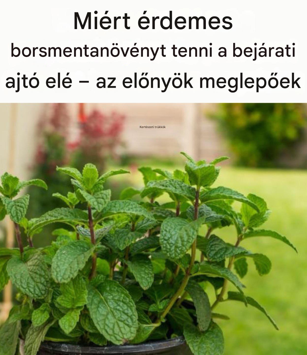 Miért érdemes borsmentanövényt ültetni a bejáratba?