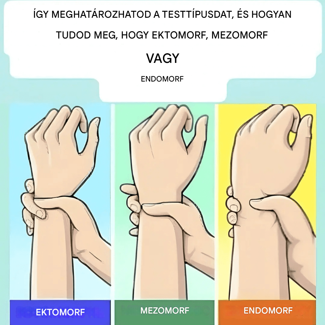 Ektomorf, mezomorf vagy endomorf vagy? Fedezd fel a testalkatodat, és azt, hogyan hozhatod ki belőle a legtöbbet.