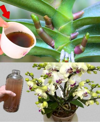 Nagyon leveles orchidea, ha ezzel öntözöd, tízszer szebb lesz.