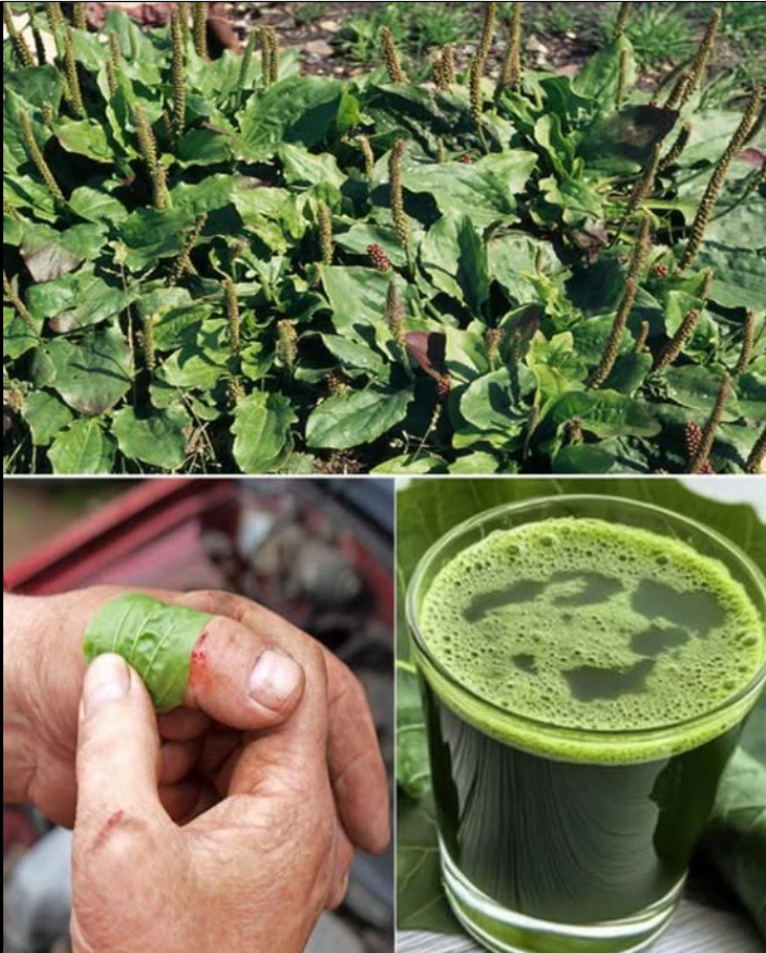 Aloe vera: Ennek a gyógynövénynek a 30 előnye