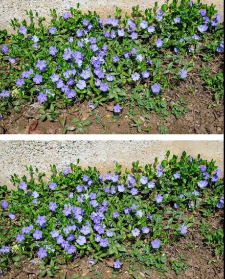 Periwinkle növény: meglepő előnyök és felhasználások