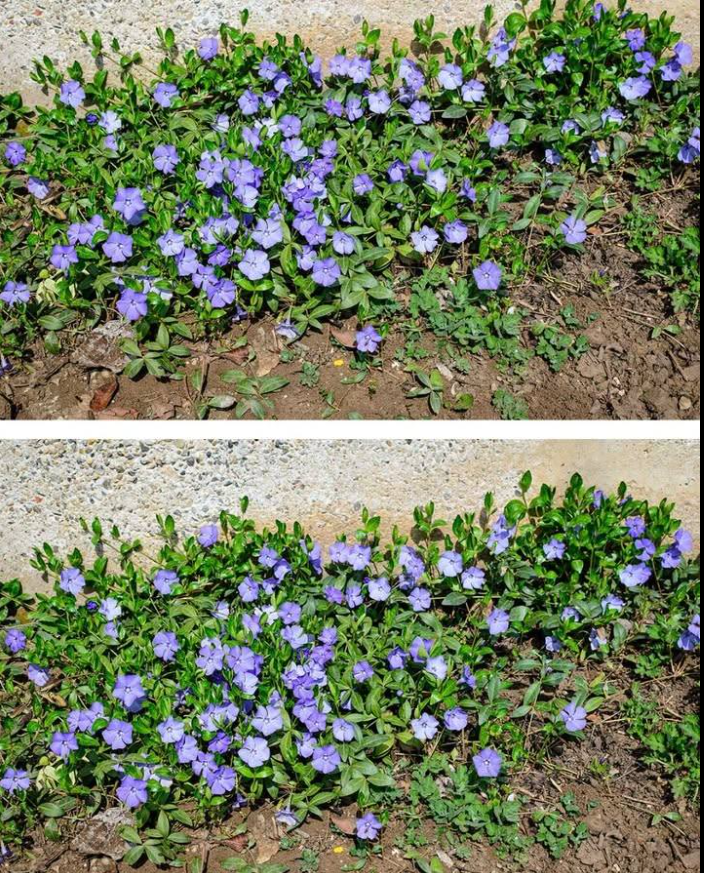 Periwinkle növény: meglepő előnyök és felhasználások