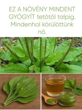 EZ A NÖVÉNY MINDENT GYÓGYÍT tetőtől talpig. Mindenhol körülöttünk nő.