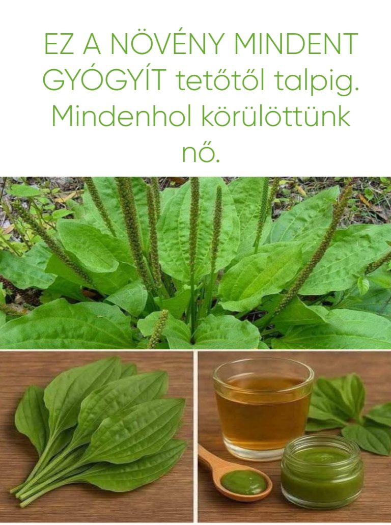 EZ A NÖVÉNY MINDENT GYÓGYÍT tetőtől talpig. Mindenhol körülöttünk nő.