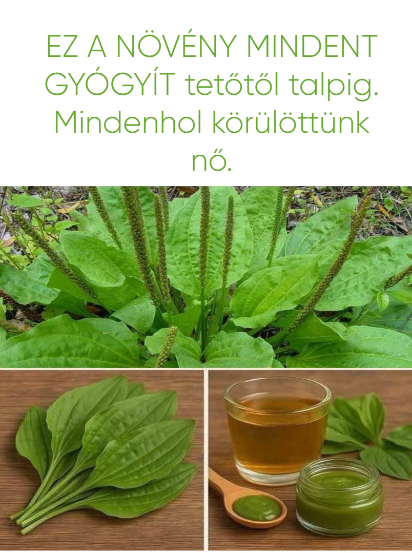 EZ A NÖVÉNY MINDENT GYÓGYÍT tetőtől talpig. Mindenhol körülöttünk nő.