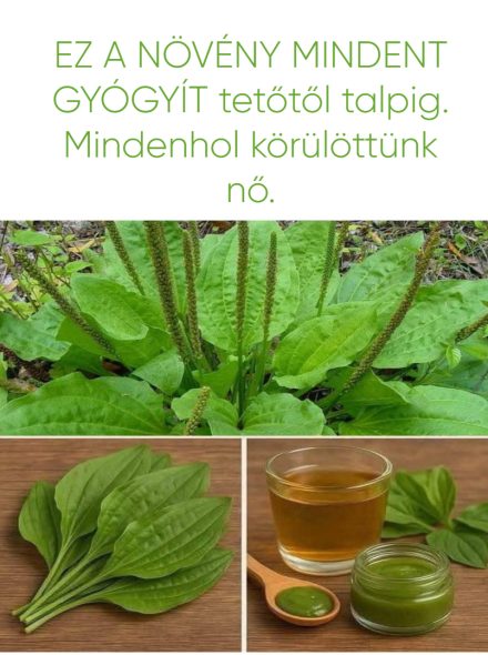 EZ A NÖVÉNY MINDENT GYÓGYÍT tetőtől talpig. Mindenhol körülöttünk nő.