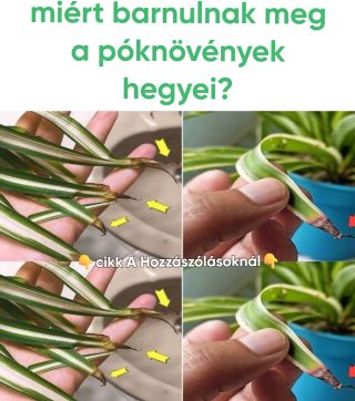 Miért barnulnak meg a lágyszárú növények hegyei?