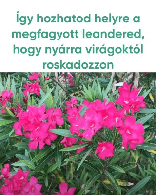 Így hozhatod helyre a megfagyott leandered, hogy nyárra virágoktól roskadozzon