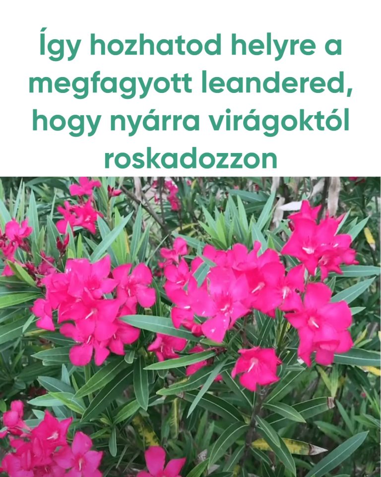 Így hozhatod helyre a megfagyott leandered, hogy nyárra virágoktól roskadozzon