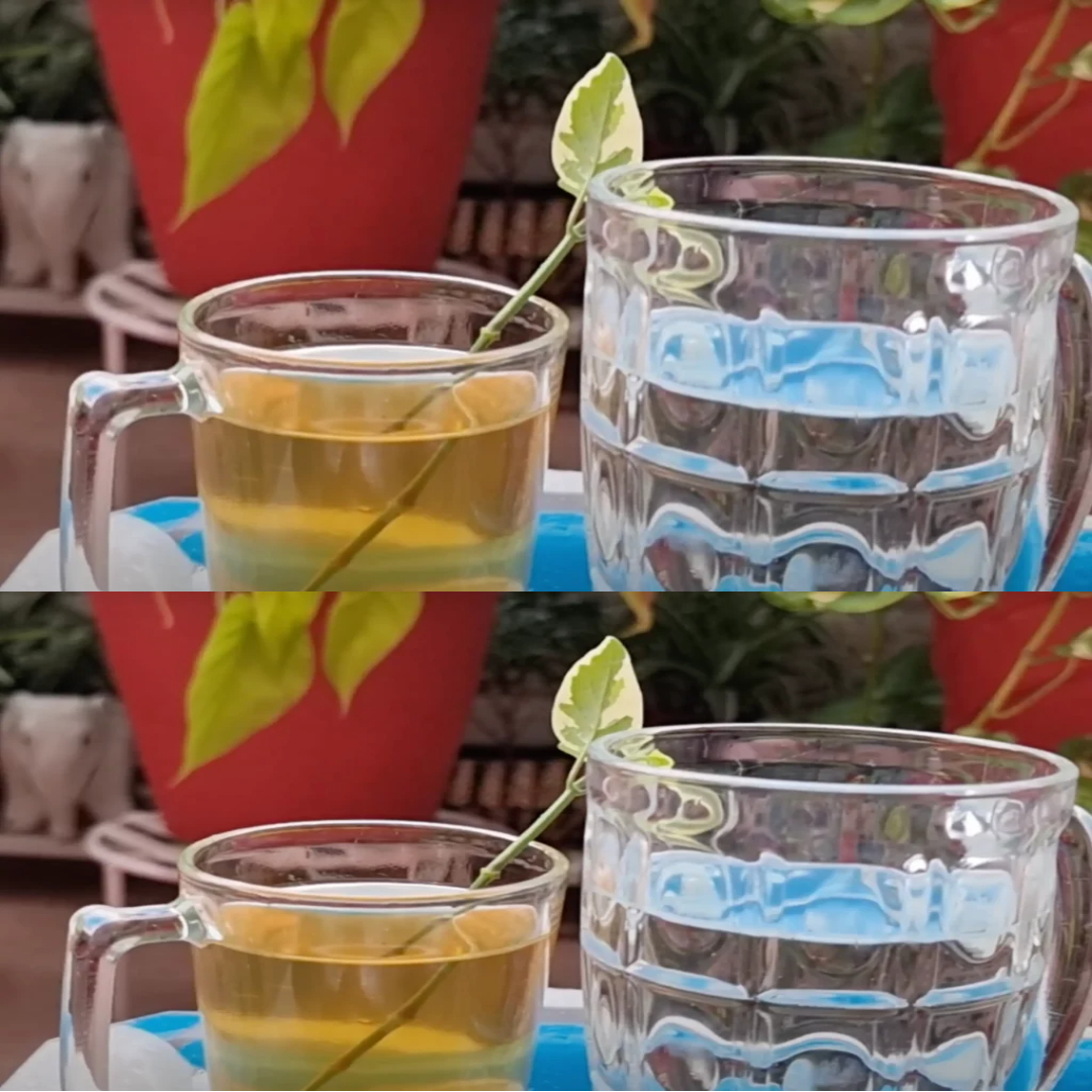 Kitisztítja a szervezetet ez a méregtelenítő tea