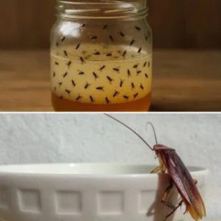 Hogyan irtsuk ki gyorsan az ágyi poloskákat, csótányokat, muslicákat és más rovarokat otthonunkból?