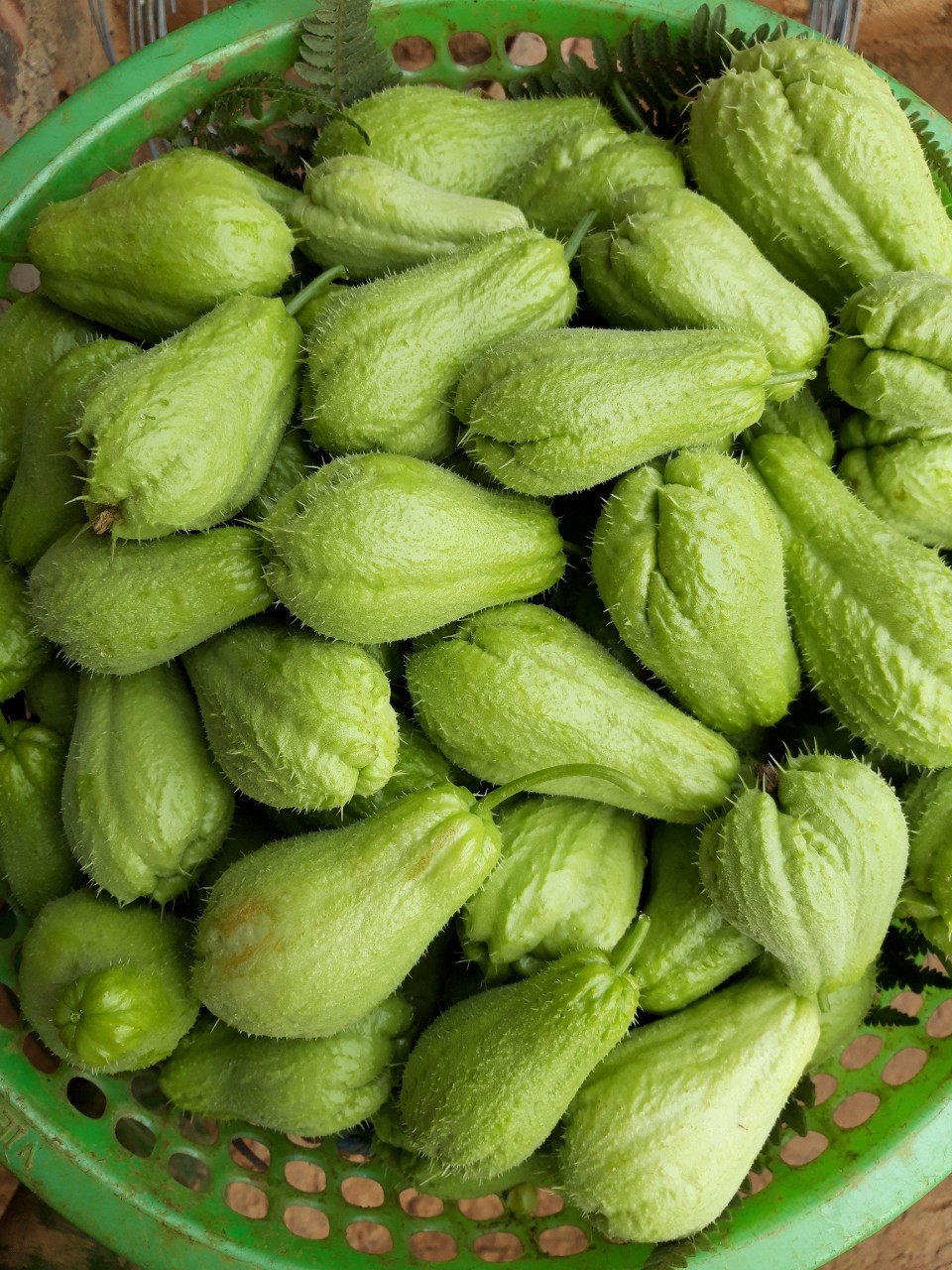 Az orvosok szerint a chayote fogyasztása okozza…