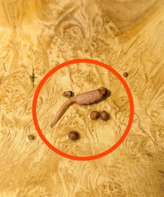 Darált marhahúst sütöttem, és amikor kivettem a serpenyőből, észrevettem egy furcsa tárgyat, ami nem úgy nézett ki, mint egy marhahús.