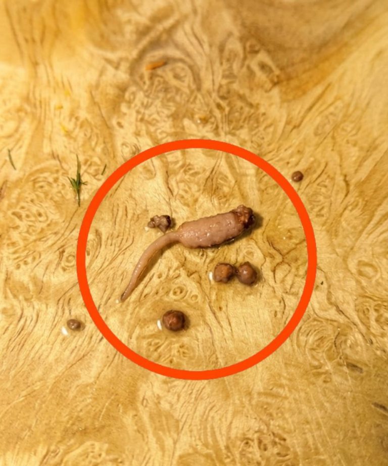 Darált marhahúst sütöttem, és amikor kivettem a serpenyőből, észrevettem egy furcsa tárgyat, ami nem úgy nézett ki, mint egy marhahús.