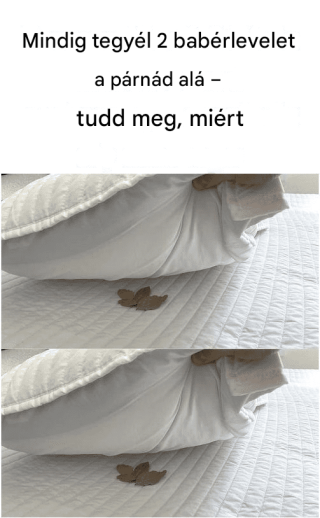 Mindig tegyél 2 babérlevelet a párnád alá – tudd meg, miért