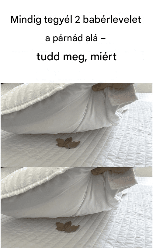 Mindig tegyél 2 babérlevelet a párnád alá – tudd meg, miért