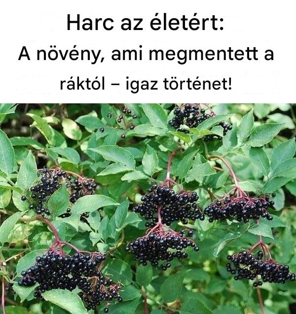 Harc az életért: A növény, ami megmentett a ráktól – Egy igaz történet!