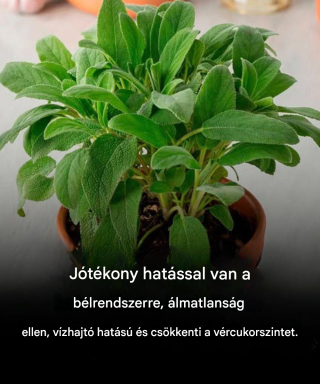 Zsálya az agynak: Előnyök 60 év felett