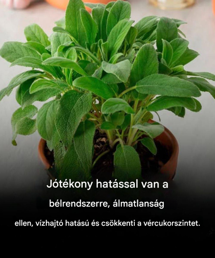Zsálya az agynak: Előnyök 60 év felett