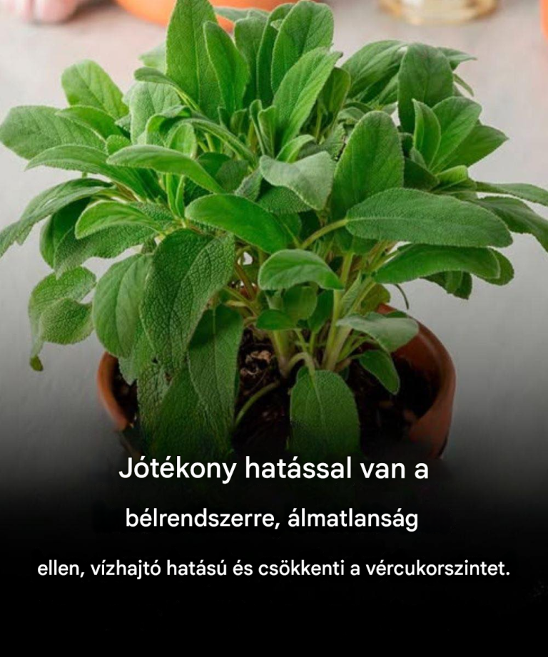 Zsálya az agynak: Előnyök 60 év felett