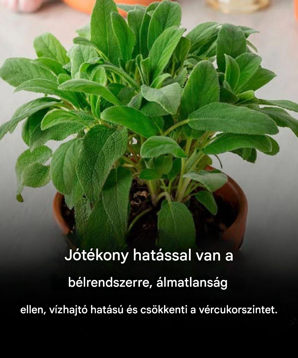 Zsálya az agynak: Előnyök 60 év felett